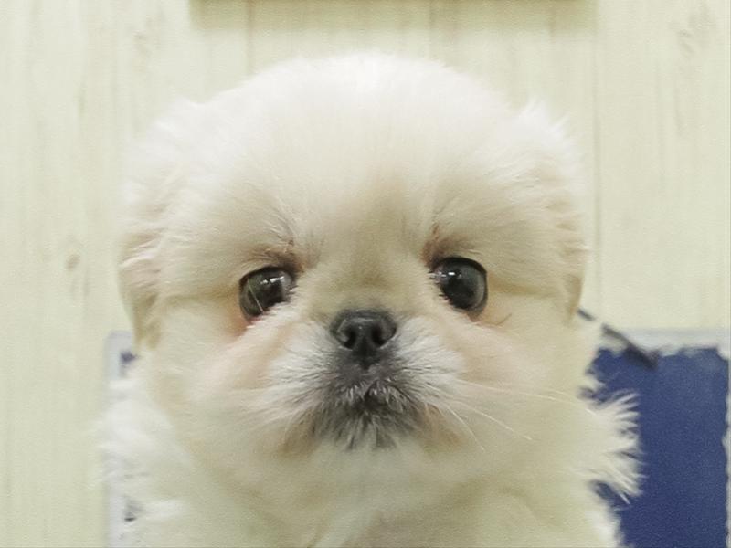 静岡県のペキニーズ (ワンラブ浜松本店/2026年2月28日生まれ/女の子/ホワイト)の子犬の1枚目の画像
