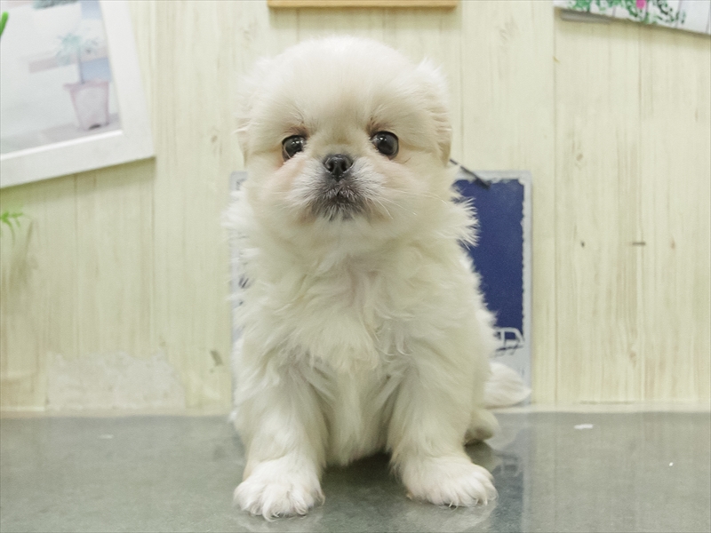 静岡県のペキニーズ (ワンラブ浜松本店/2026年2月28日生まれ/女の子/ホワイト)の子犬の3枚目の画像