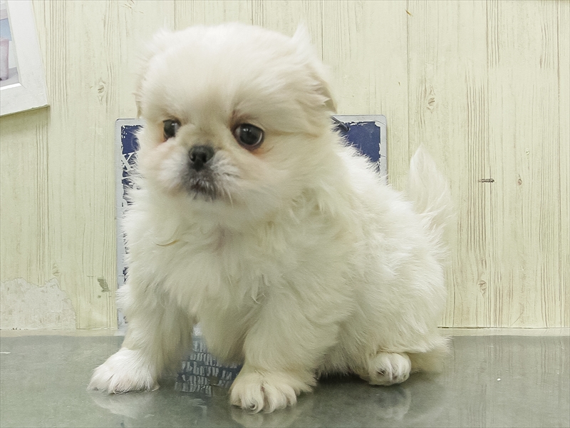 静岡県のペキニーズ (ワンラブ浜松本店/2026年2月28日生まれ/女の子/ホワイト)の子犬の2枚目の画像