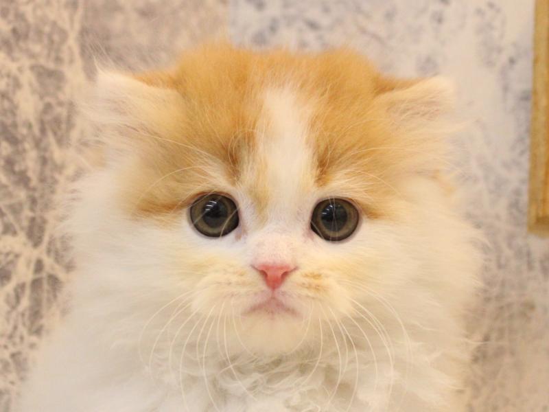 群馬県のスコティッシュフォールド (ワンラブカインズ高崎東部店/2026年2月28日生まれ/男の子/レッドホワイト)の子猫の1枚目の画像