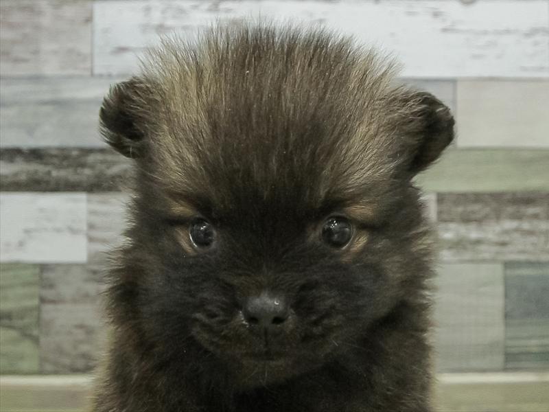 愛知県のポメラニアン (ワンラブ名古屋守山インター総本店/2026年2月26日生まれ/女の子/ウルフセーブル)の子犬の1枚目の画像