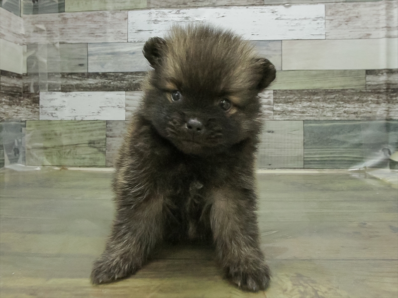 愛知県のポメラニアン (ワンラブ名古屋守山インター総本店/2026年2月26日生まれ/女の子/ウルフセーブル)の子犬の3枚目の画像