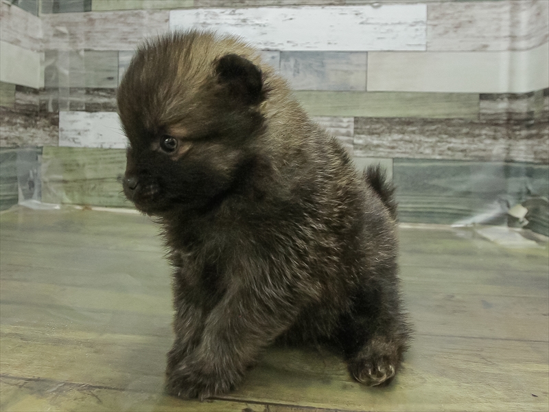 愛知県のポメラニアン (ワンラブ名古屋守山インター総本店/2026年2月26日生まれ/女の子/ウルフセーブル)の子犬の2枚目の画像