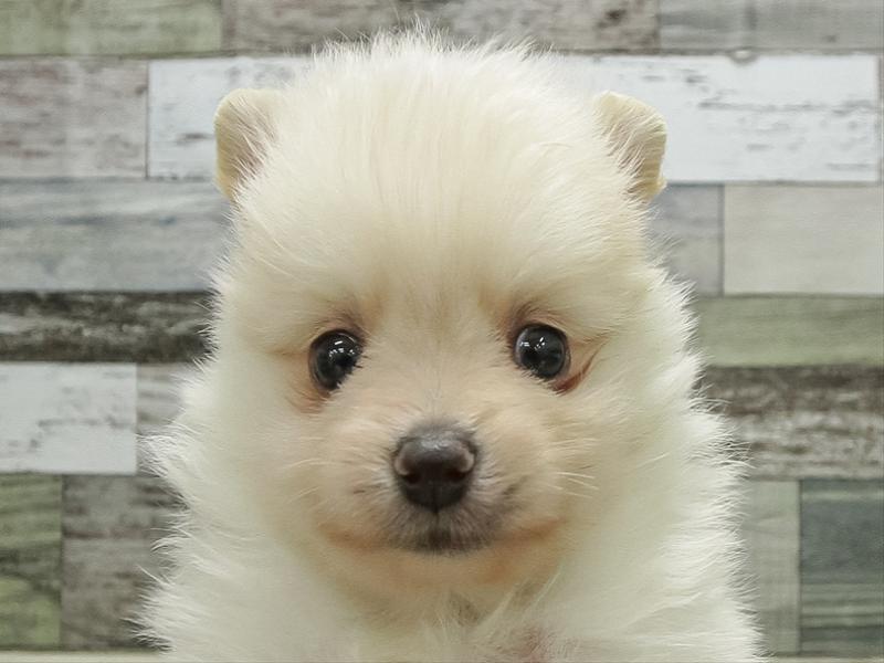 愛知県のポメラニアン (ワンラブ名古屋守山インター総本店/2026年2月27日生まれ/男の子/クリーム)の子犬の1枚目の画像