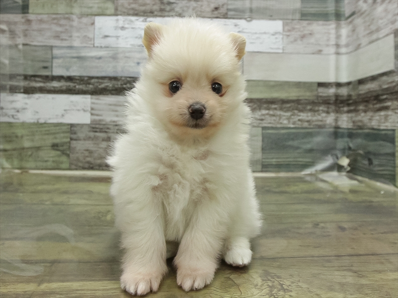 愛知県のポメラニアン (ワンラブ名古屋守山インター総本店/2026年2月27日生まれ/男の子/クリーム)の子犬の3枚目の画像