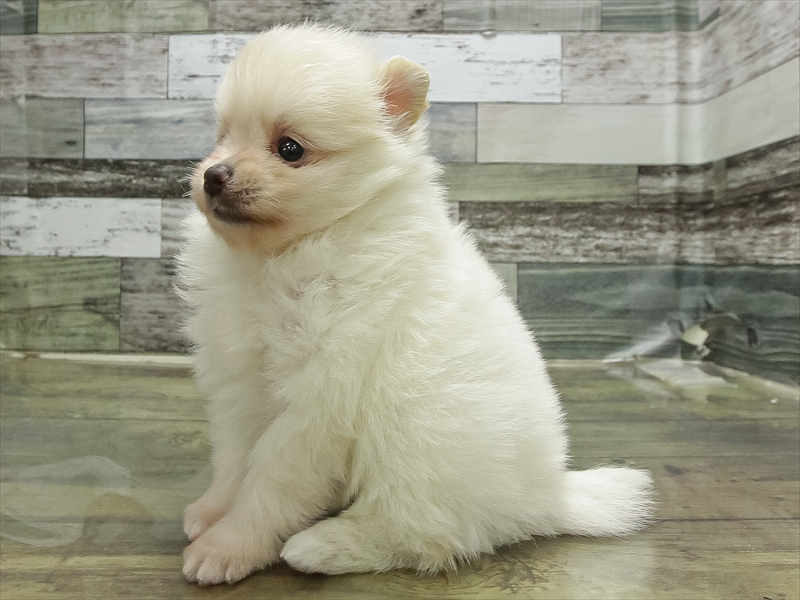 愛知県のポメラニアン (ワンラブ名古屋守山インター総本店/2026年2月27日生まれ/男の子/クリーム)の子犬の2枚目の画像