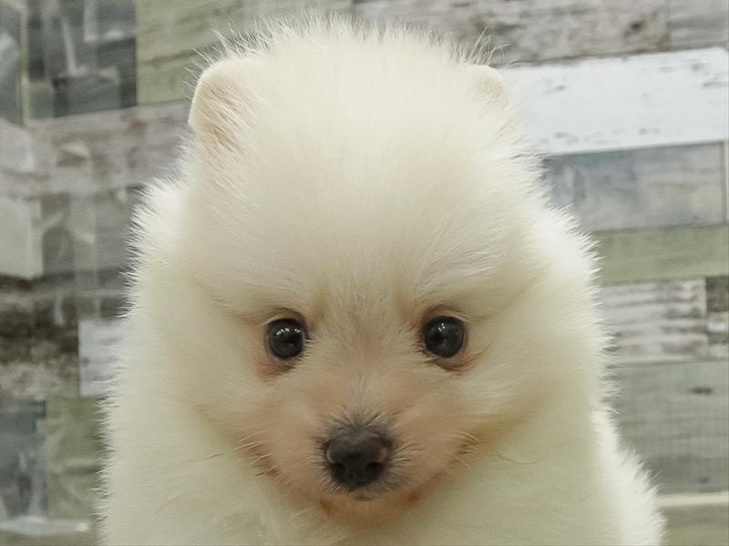 愛知県のポメラニアン (ワンラブ名古屋守山インター総本店/2026年2月27日生まれ/女の子/クリーム)の子犬の1枚目の画像