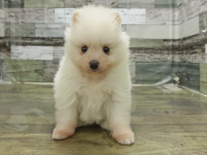 愛知県のポメラニアン (ワンラブ名古屋守山インター総本店/2026年2月27日生まれ/女の子/クリーム)の子犬の3枚目の画像