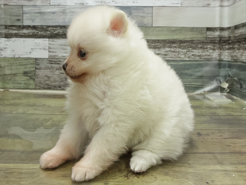愛知県のポメラニアン (ワンラブ名古屋守山インター総本店/2026年2月27日生まれ/女の子/クリーム)の子犬の2枚目の画像