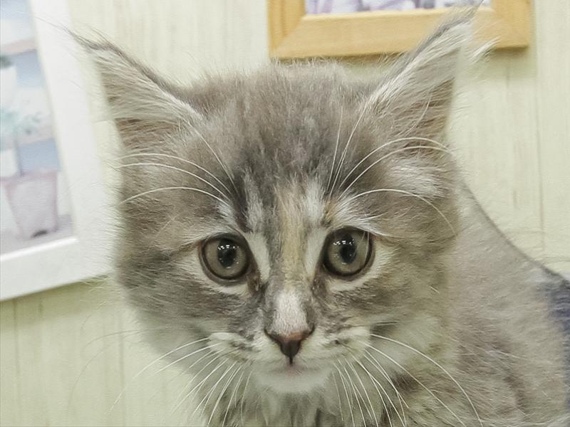 愛知県のミヌエット (ワンラブ名古屋守山インター総本店/2026年2月25日生まれ/女の子/ブルークリームホワイト)の子猫の1枚目の画像