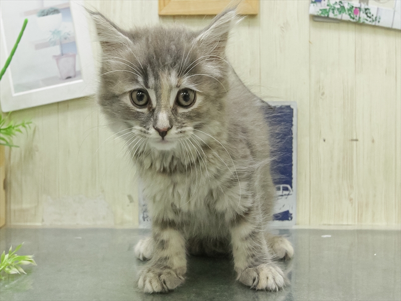 愛知県のミヌエット (ワンラブ名古屋守山インター総本店/2026年2月25日生まれ/女の子/ブルークリームホワイト)の子猫の3枚目の画像