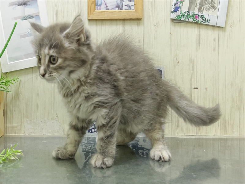 愛知県のミヌエット (ワンラブ名古屋守山インター総本店/2026年2月25日生まれ/女の子/ブルークリームホワイト)の子猫の2枚目の画像