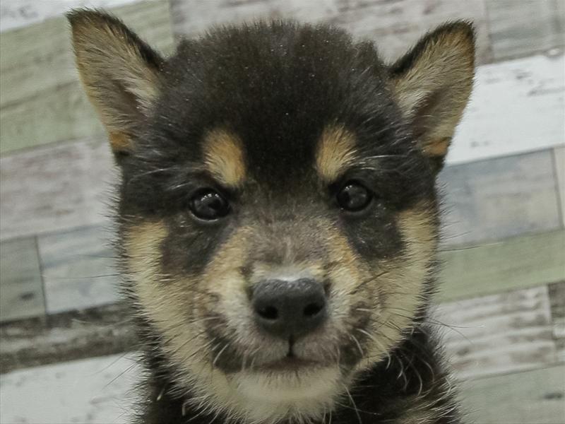 香川県の柴犬(標準サイズ) (ワンラブゆめタウン三豊店/2026年2月28日生まれ/男の子/黒)の子犬
