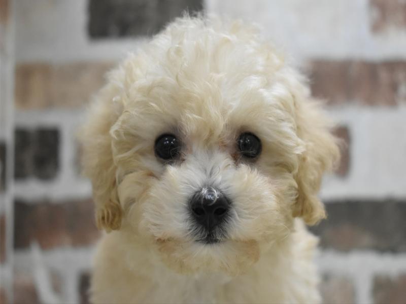 愛知県のビションプー(ビションフリーゼ×プードル) (ワンラブ名古屋守山インター総本店/2026年2月27日生まれ/女の子/クリーム)の子犬の1枚目の画像