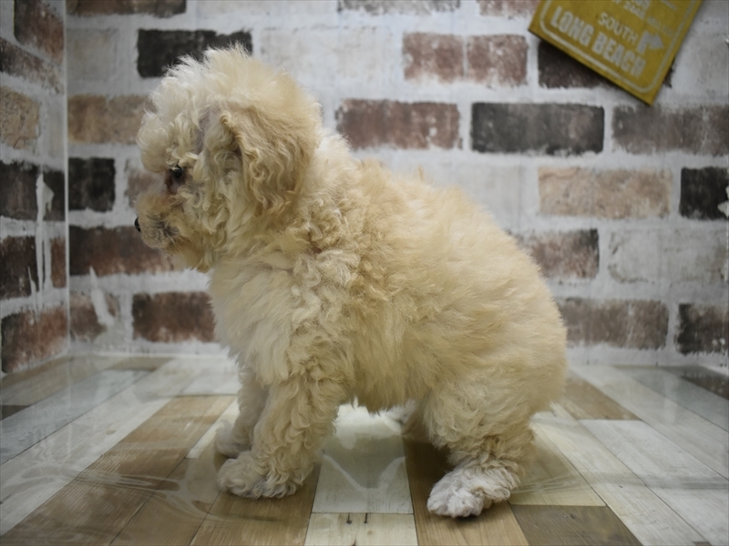 愛知県のビションプー(ビションフリーゼ×プードル) (ワンラブ名古屋守山インター総本店/2026年2月27日生まれ/女の子/クリーム)の子犬の3枚目の画像