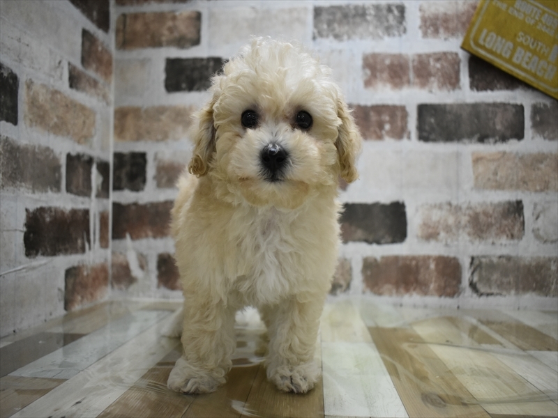 愛知県のビションプー(ビションフリーゼ×プードル) (ワンラブ名古屋守山インター総本店/2026年2月27日生まれ/女の子/クリーム)の子犬の2枚目の画像