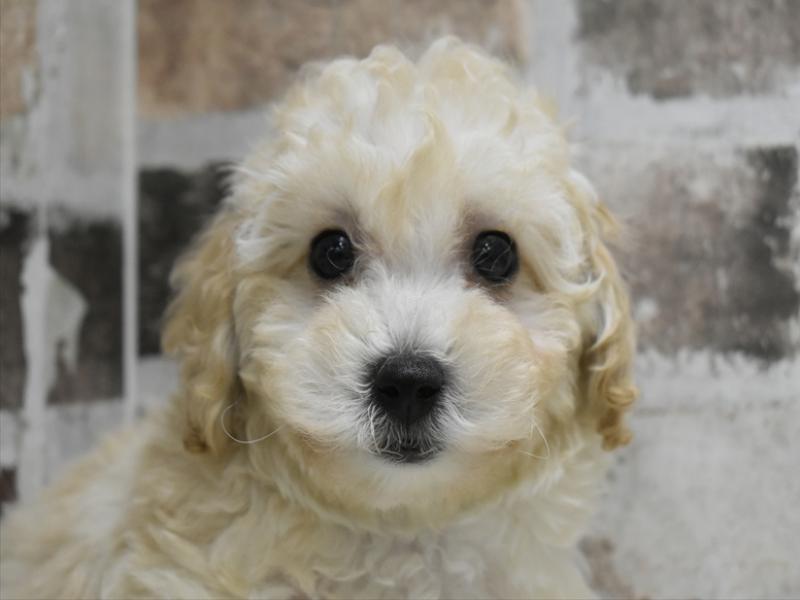 愛知県のビションプー(ビションフリーゼ×プードル) (ワンラブ名古屋守山インター総本店/2026年2月27日生まれ/女の子/クリーム)の子犬の1枚目の画像