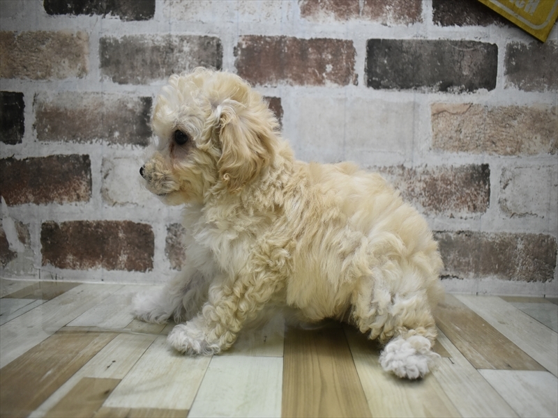 愛知県のビションプー(ビションフリーゼ×プードル) (ワンラブ名古屋守山インター総本店/2026年2月27日生まれ/女の子/クリーム)の子犬の3枚目の画像