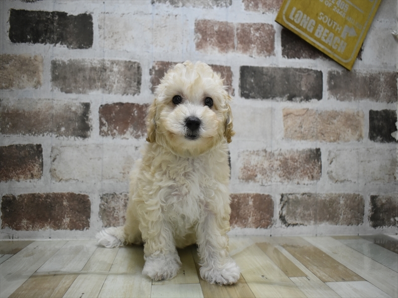 愛知県のビションプー(ビションフリーゼ×プードル) (ワンラブ名古屋守山インター総本店/2026年2月27日生まれ/女の子/クリーム)の子犬の2枚目の画像