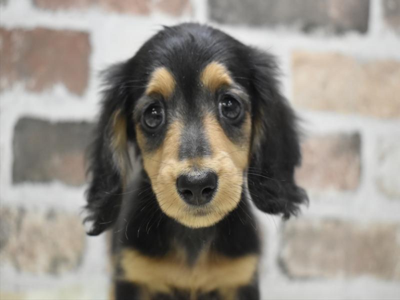 愛知県のカニンヘンダックスフンド(ロング) (ワンラブ名古屋守山インター総本店/2026年2月28日生まれ/女の子/ブラックタン)の子犬の1枚目の画像