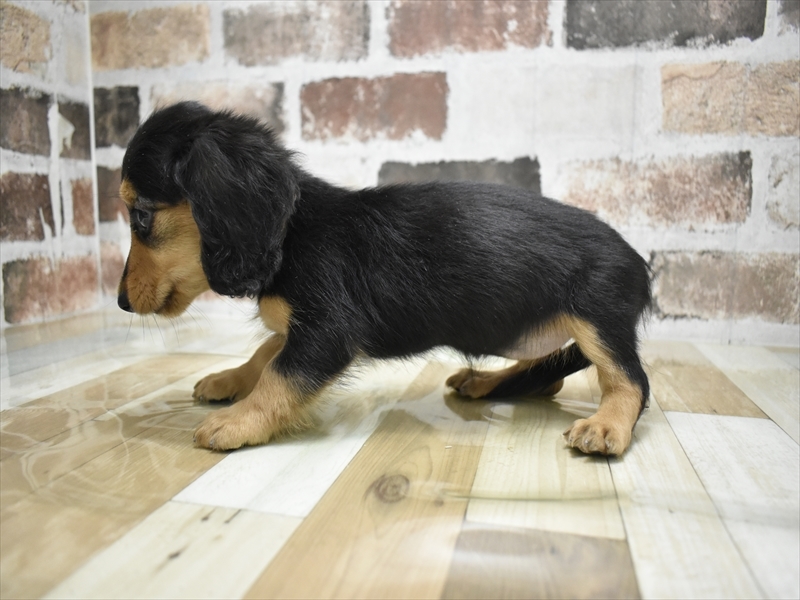 愛知県のカニンヘンダックスフンド(ロング) (ワンラブ名古屋守山インター総本店/2026年2月28日生まれ/女の子/ブラックタン)の子犬の3枚目の画像