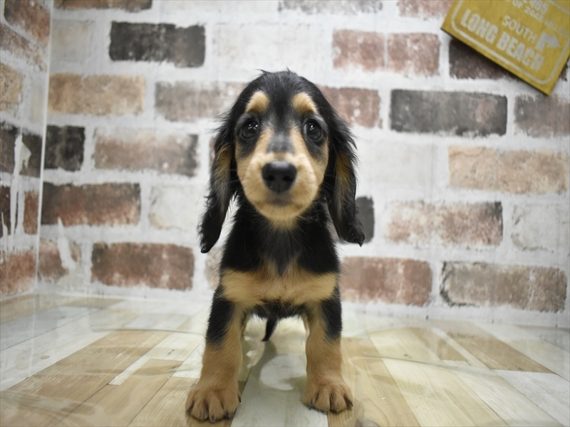 愛知県のカニンヘンダックスフンド(ロング) (ワンラブ名古屋守山インター総本店/2026年2月28日生まれ/女の子/ブラックタン)の子犬の2枚目の画像