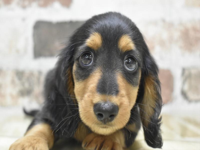 愛知県のカニンヘンダックスフンド(ロング) (ワンラブ名古屋守山インター総本店/2026年2月28日生まれ/男の子/ブラックタン)の子犬の1枚目の画像