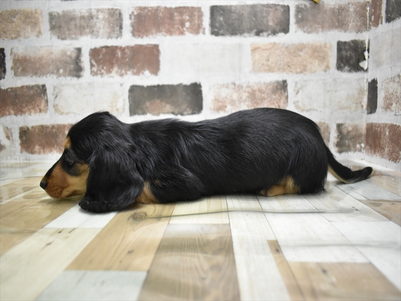 愛知県のカニンヘンダックスフンド(ロング) (ワンラブ名古屋守山インター総本店/2026年2月28日生まれ/男の子/ブラックタン)の子犬の3枚目の画像