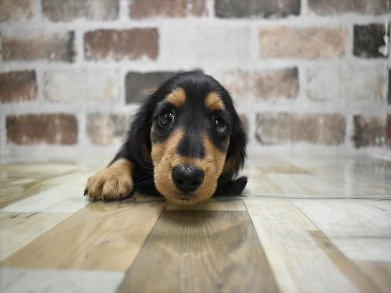 愛知県のカニンヘンダックスフンド(ロング) (ワンラブ名古屋守山インター総本店/2026年2月28日生まれ/男の子/ブラックタン)の子犬の2枚目の画像
