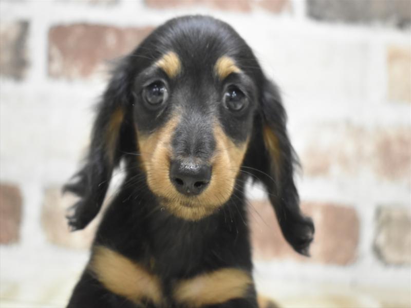 愛知県のカニンヘンダックスフンド(ロング) (ワンラブ名古屋守山インター総本店/2026年2月28日生まれ/男の子/ブラックタン)の子犬の1枚目の画像