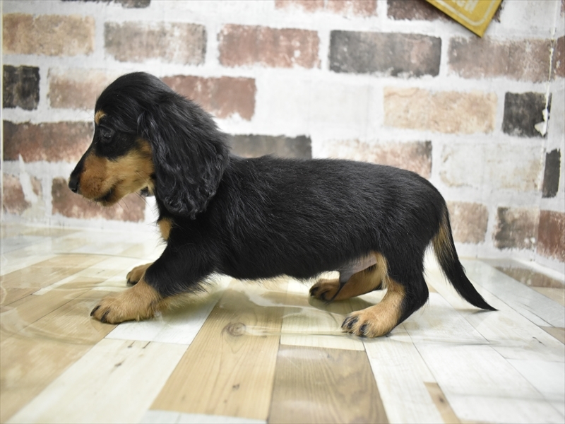 愛知県のカニンヘンダックスフンド(ロング) (ワンラブ名古屋守山インター総本店/2026年2月28日生まれ/男の子/ブラックタン)の子犬の3枚目の画像