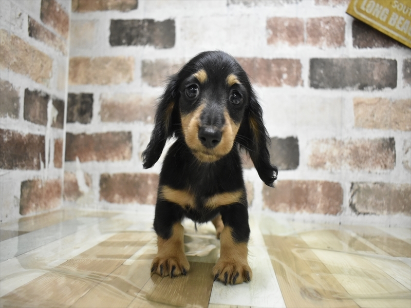 愛知県のカニンヘンダックスフンド(ロング) (ワンラブ名古屋守山インター総本店/2026年2月28日生まれ/男の子/ブラックタン)の子犬の2枚目の画像