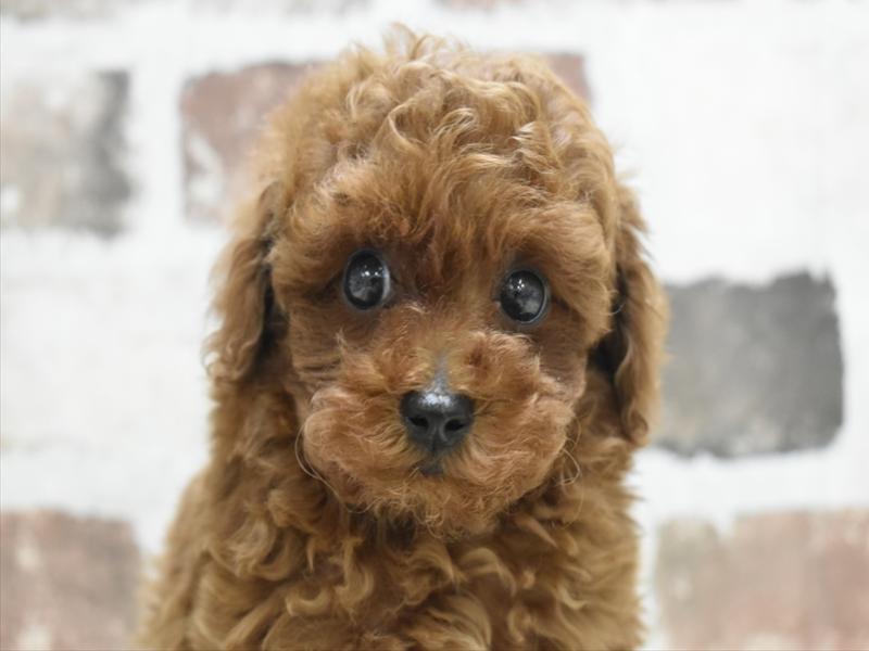 愛知県のトイプードル(トイ) (ワンラブ名古屋守山インター総本店/2026年3月2日生まれ/男の子/レッド)の子犬の1枚目の画像