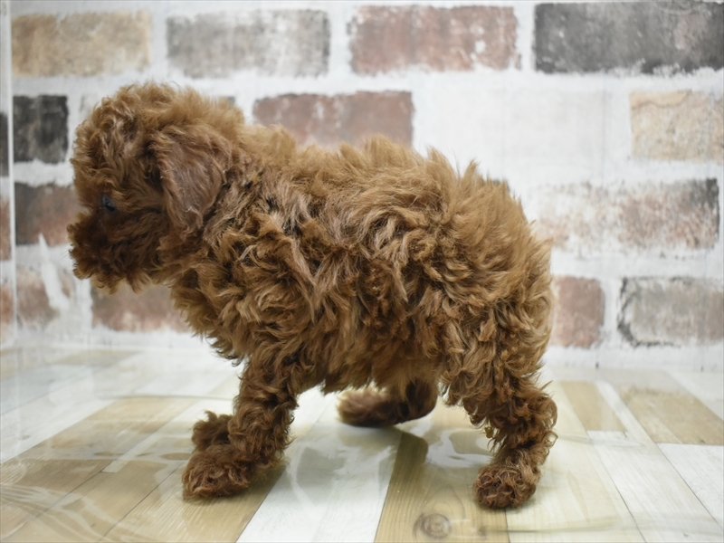 愛知県のトイプードル(トイ) (ワンラブ名古屋守山インター総本店/2026年3月2日生まれ/男の子/レッド)の子犬の3枚目の画像