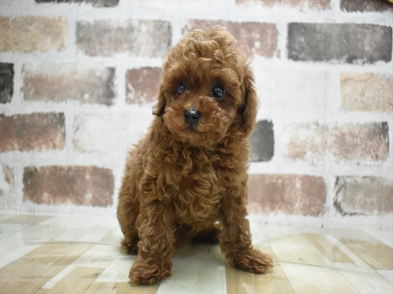 愛知県のトイプードル(トイ) (ワンラブ名古屋守山インター総本店/2026年3月2日生まれ/男の子/レッド)の子犬の2枚目の画像