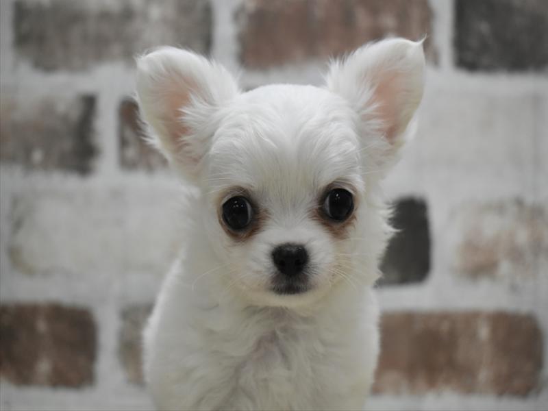 愛知県のチワワ(ロング) (ワンラブ名古屋守山インター総本店/2026年3月2日生まれ/男の子/クリーム)の子犬の1枚目の画像