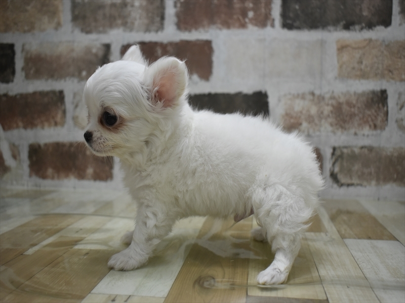 愛知県のチワワ(ロング) (ワンラブ名古屋守山インター総本店/2026年3月2日生まれ/男の子/クリーム)の子犬の3枚目の画像