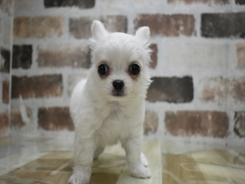 愛知県のチワワ(ロング) (ワンラブ名古屋守山インター総本店/2026年3月2日生まれ/男の子/クリーム)の子犬の2枚目の画像