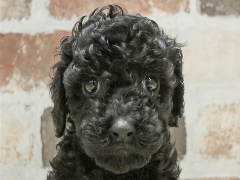 愛知県のトイプードル(トイ) (ワンラブ名古屋守山インター総本店/2026年3月1日生まれ/女の子/ブラック)の子犬の1枚目の画像