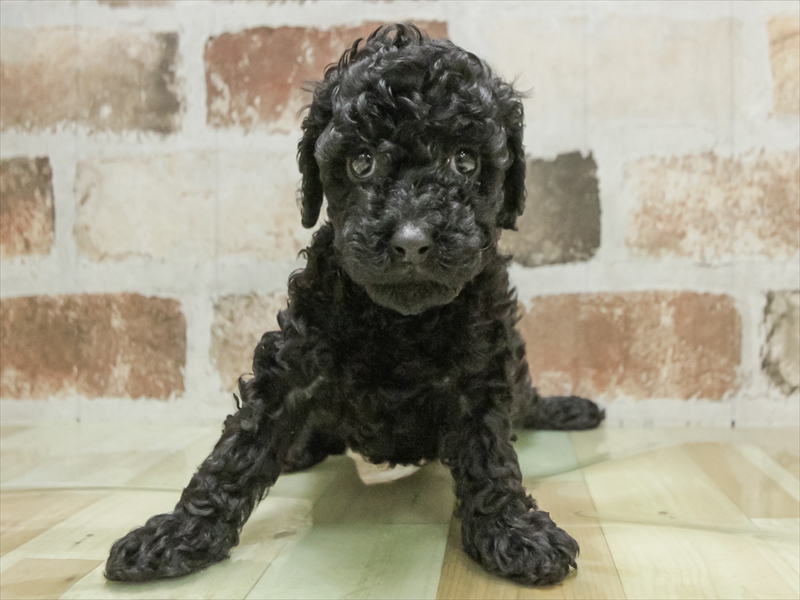 愛知県のトイプードル(トイ) (ワンラブ名古屋守山インター総本店/2026年3月1日生まれ/女の子/ブラック)の子犬の3枚目の画像