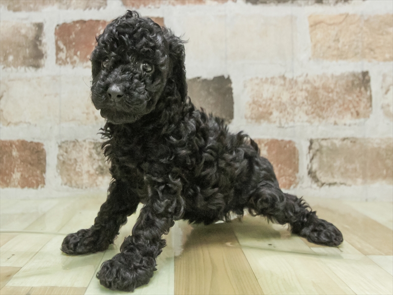 愛知県のトイプードル(トイ) (ワンラブ名古屋守山インター総本店/2026年3月1日生まれ/女の子/ブラック)の子犬の2枚目の画像