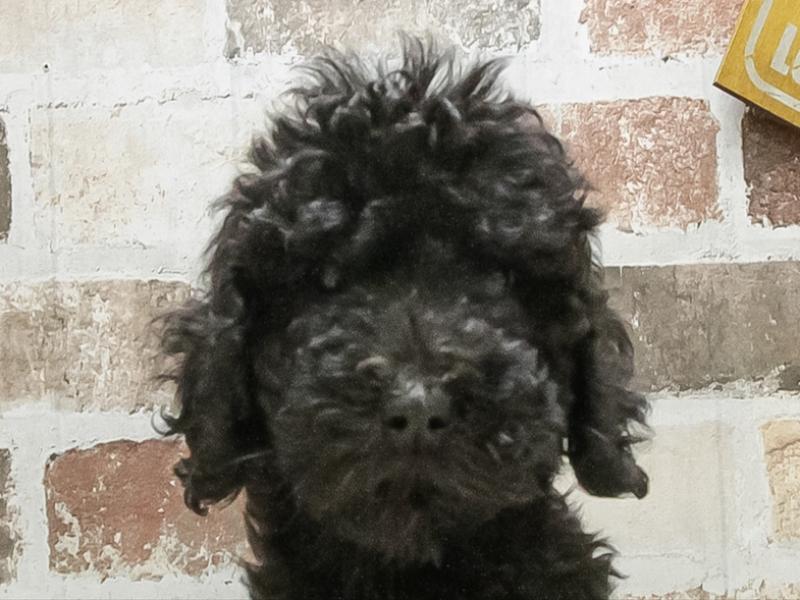 愛知県のスタンダードプードル (ワンラブ名古屋守山インター総本店/2026年2月22日生まれ/女の子/ブラック)の子犬の1枚目の画像