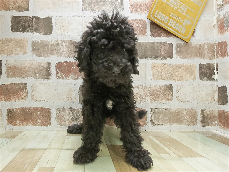 愛知県のスタンダードプードル (ワンラブ名古屋守山インター総本店/2026年2月22日生まれ/女の子/ブラック)の子犬の3枚目の画像