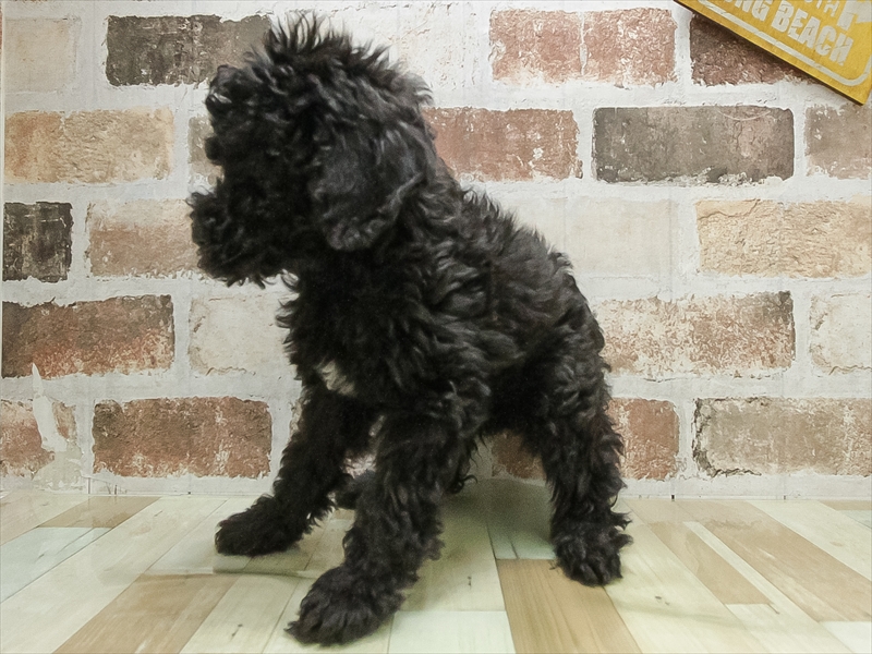 愛知県のスタンダードプードル (ワンラブ名古屋守山インター総本店/2026年2月22日生まれ/女の子/ブラック)の子犬の2枚目の画像