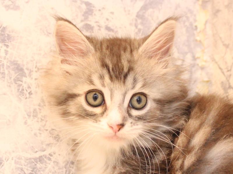 神奈川県のメインクーン (ワンラブLICOPA 川崎店/2026年3月1日生まれ/男の子/シルバータビー)の子猫の1枚目の画像