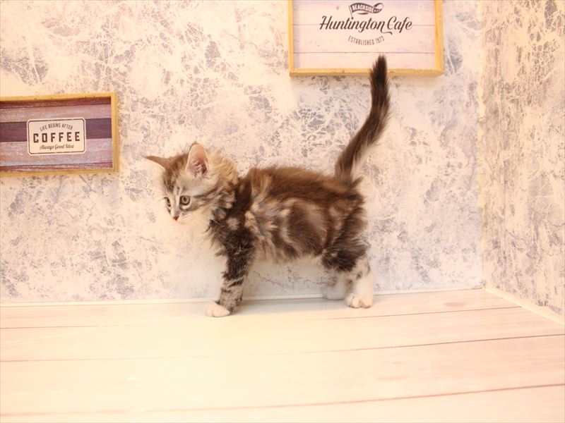 神奈川県のメインクーン (ワンラブLICOPA 川崎店/2026年3月1日生まれ/男の子/シルバータビー)の子猫の3枚目の画像