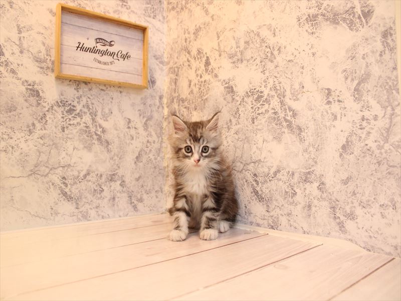 神奈川県のメインクーン (ワンラブLICOPA 川崎店/2026年3月1日生まれ/男の子/シルバータビー)の子猫の2枚目の画像