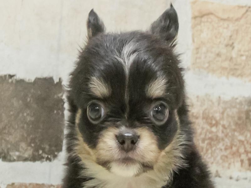 愛知県のチワワ(ロング) (ワンラブ名古屋守山インター総本店/2026年2月23日生まれ/女の子/ブラックタンホワイト)の子犬の1枚目の画像