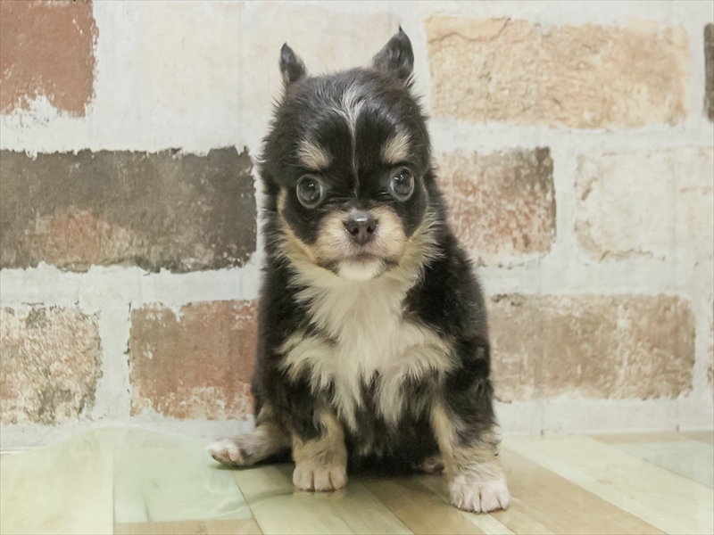 愛知県のチワワ(ロング) (ワンラブ名古屋守山インター総本店/2026年2月23日生まれ/女の子/ブラックタンホワイト)の子犬の3枚目の画像