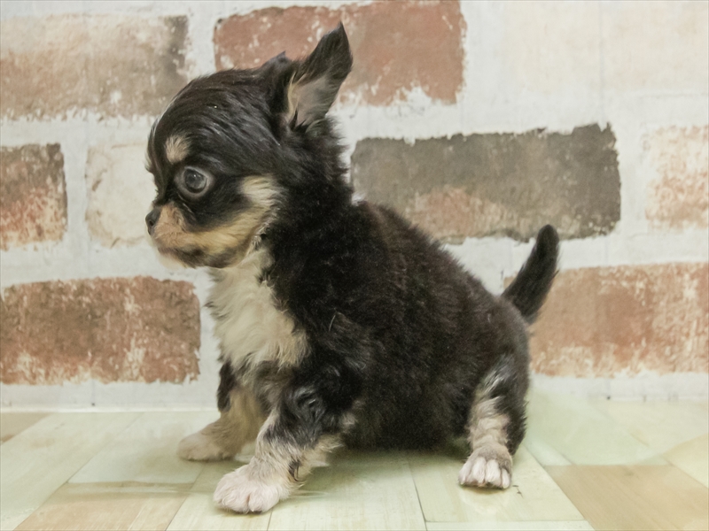 愛知県のチワワ(ロング) (ワンラブ名古屋守山インター総本店/2026年2月23日生まれ/女の子/ブラックタンホワイト)の子犬の2枚目の画像